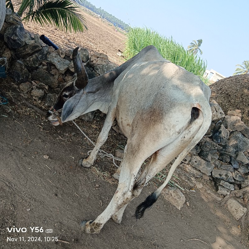 ૧ ૩ ઘરના છે