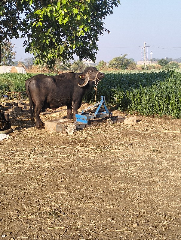 ૧૦થી ૧૧ લીટર દુ...