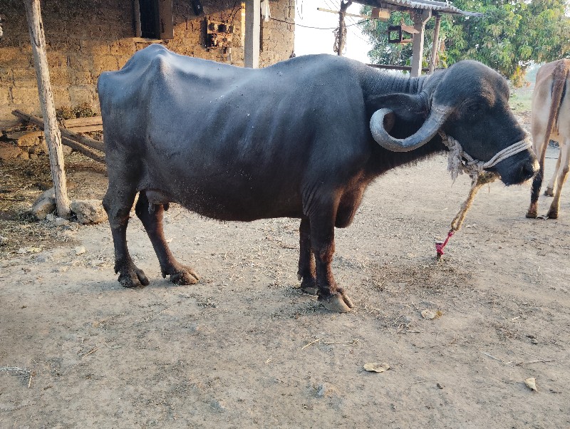 ભેસ વેચવાની છે