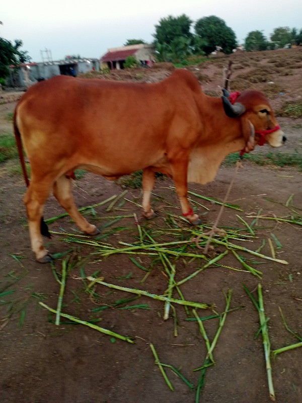 ગાય.ને પાડો બેય...