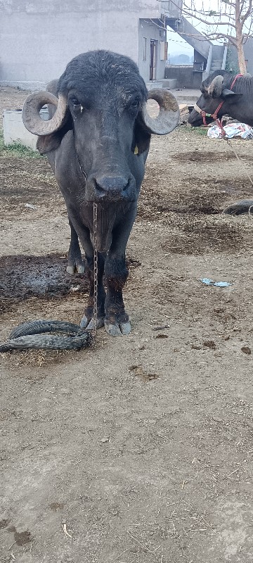 ખળેલી વેચવાની છ...