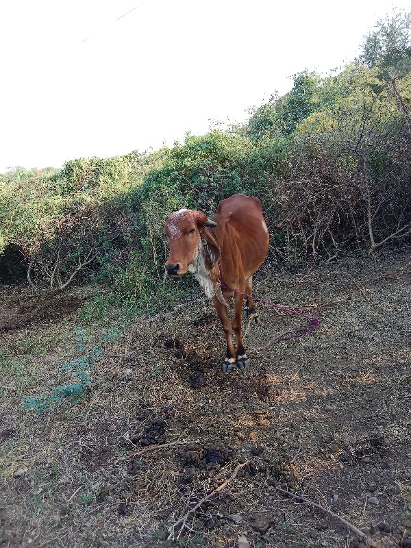 ગાયુ3  વેચવાનીછ...