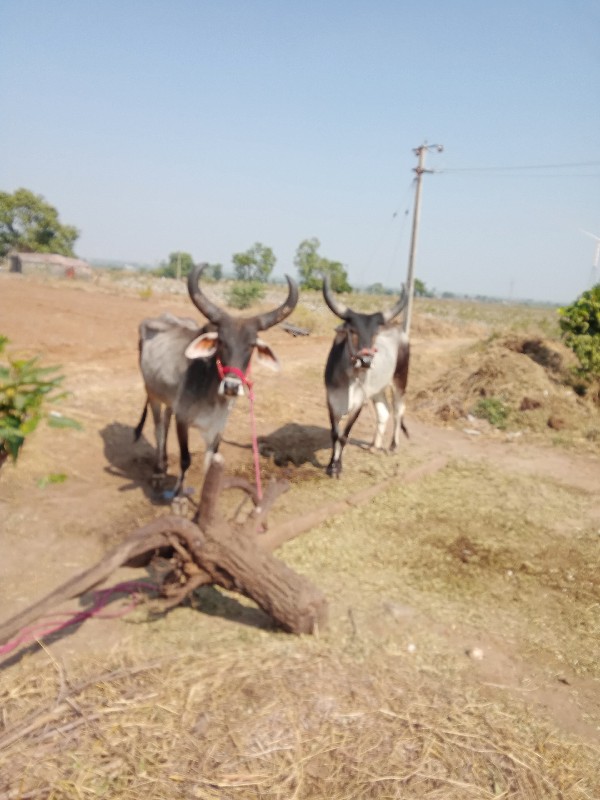 એકવાવણીવાવલઘોઢલ...