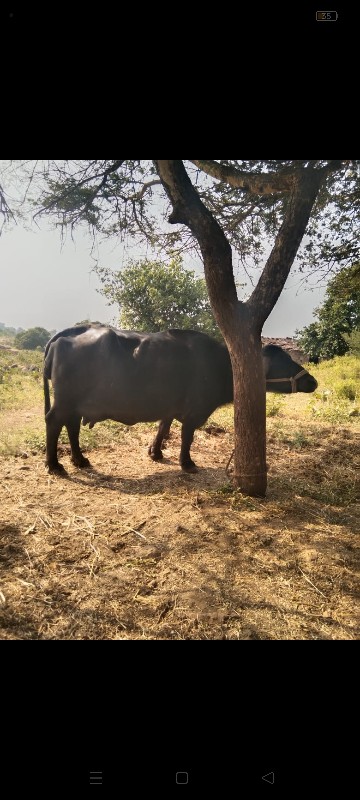 ભેંસ બેસવાની સે