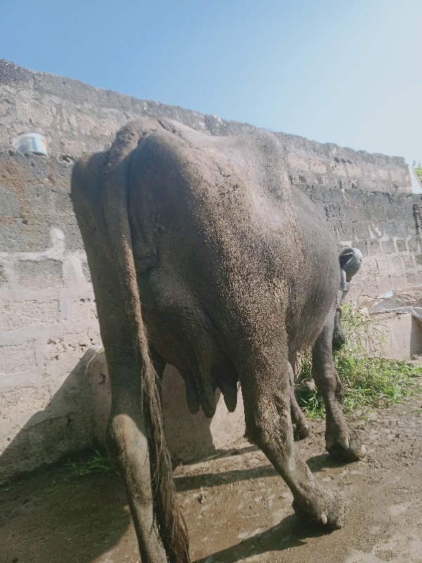 ભેસ વેસવાનિસે ત...