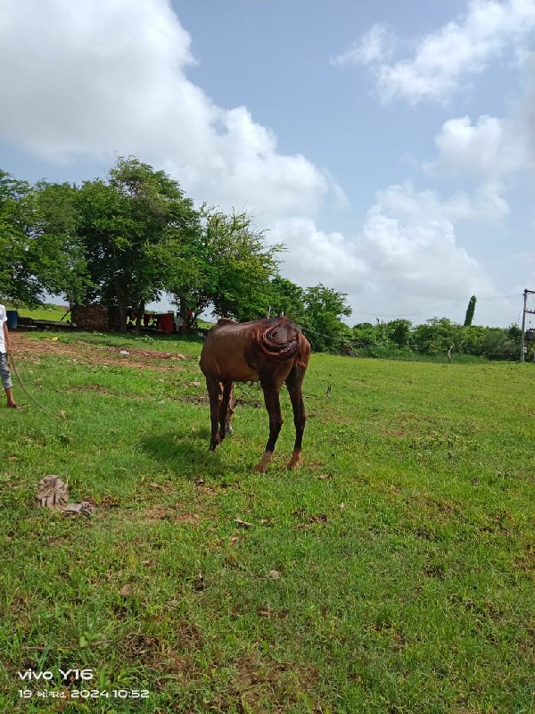 ઘોડી ના સાટા