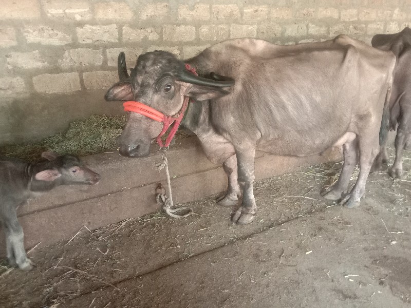 ભેંસ.વેશ્વનિ.છે