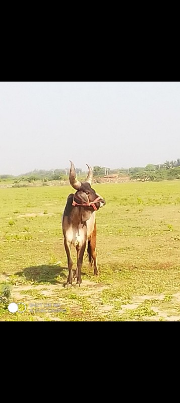 ઘોધલો વેસવા નો...