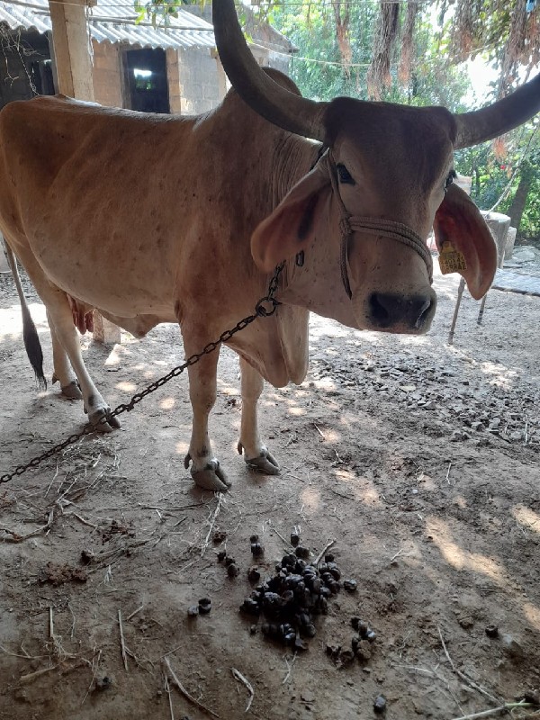 ગાય વેચવાનિ છે