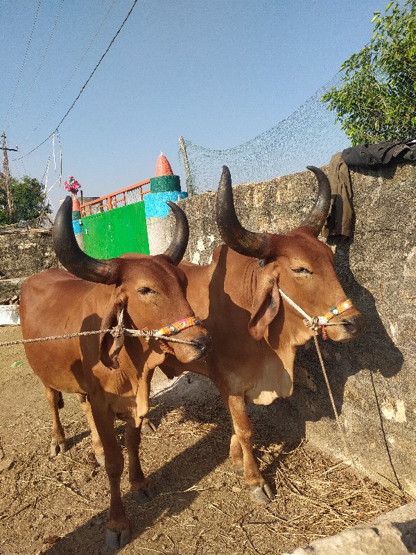 ઘોધલાવેચવાનાછે