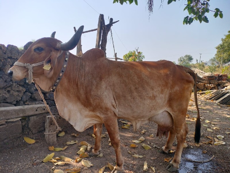 ગાય