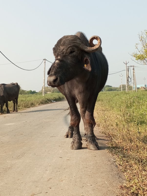 ભેસવેસવાન