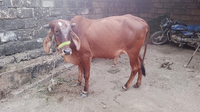 ગીર હોડકી  વેચવ...