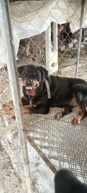 Rottweiler