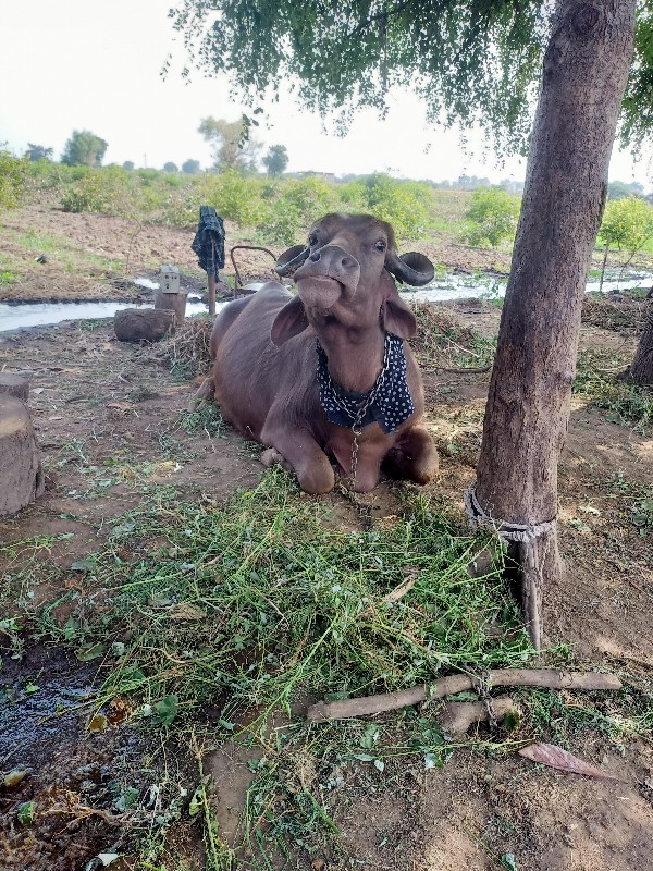 ભેંશ વેસવાની છે