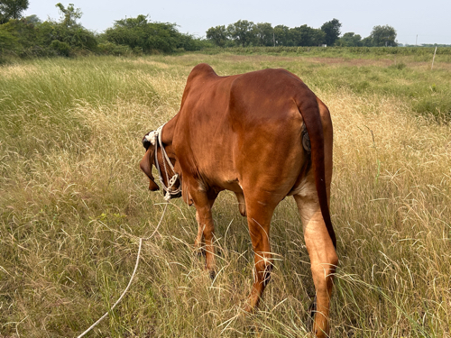 ઓરિજનલ ગીર હોડક...