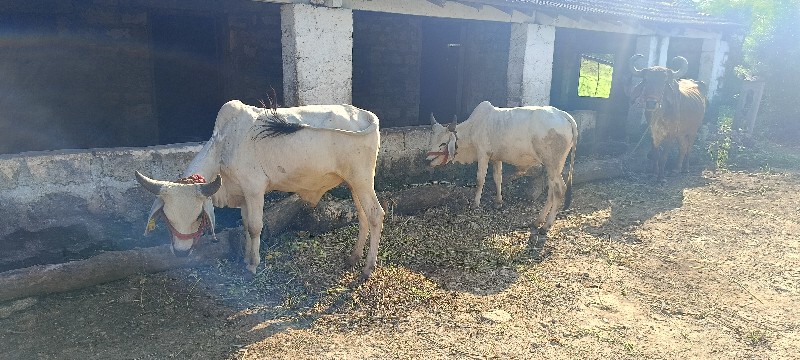 વાસડા