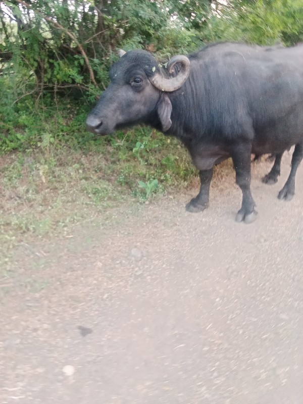 ભેંસ વેચવાની છે