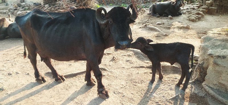 વેચવાની છે