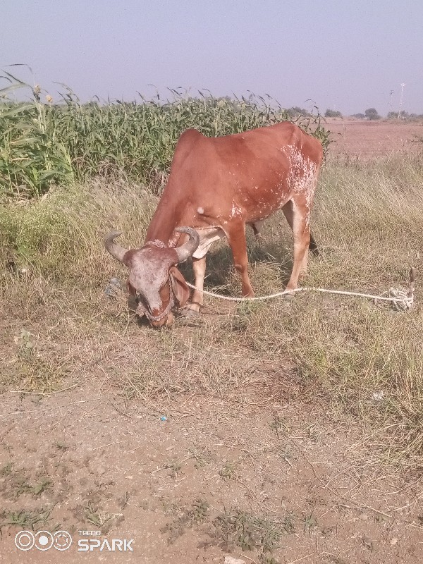 વેચવાનુછે