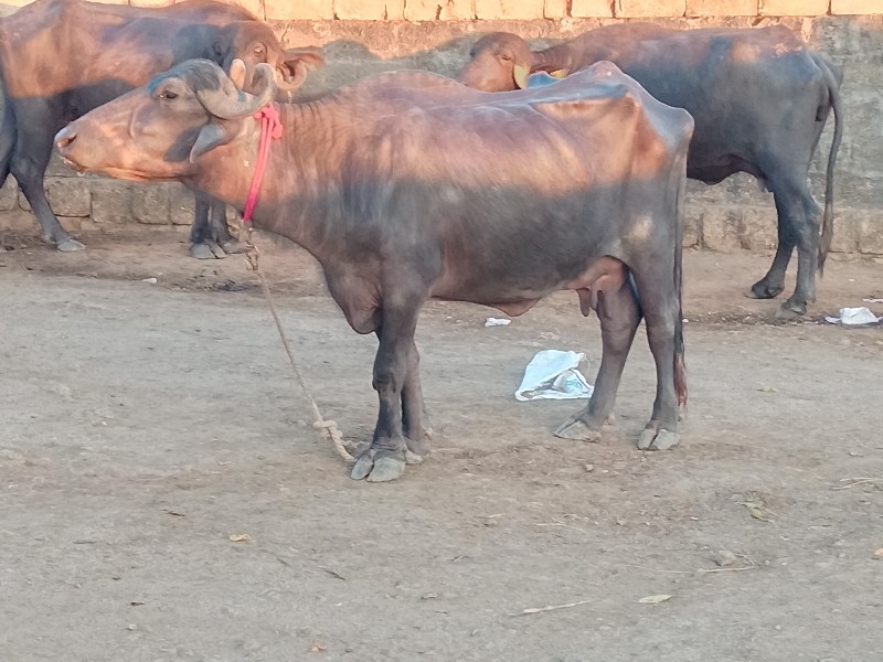 ભેસ વેસવાની છે...