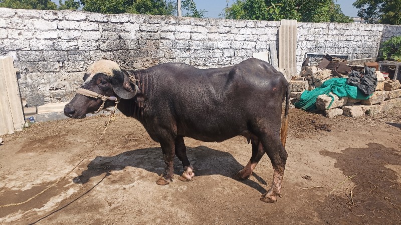 ખડેલી વેચવાની છ...