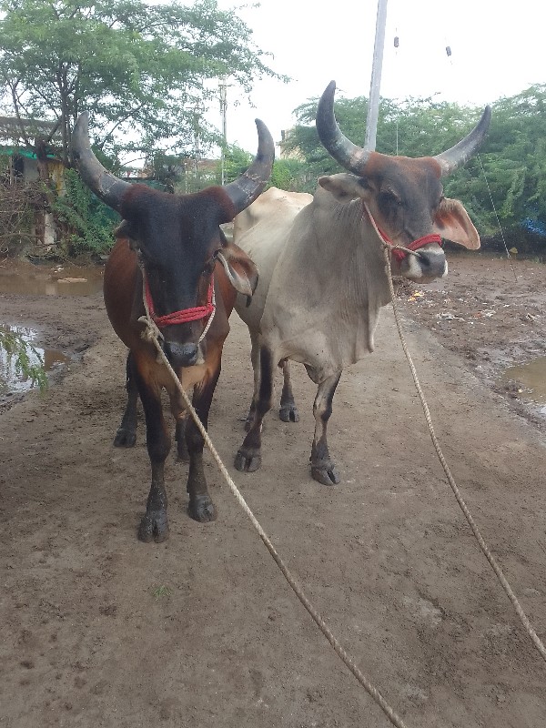 ગોદલા વેચવાના છ...