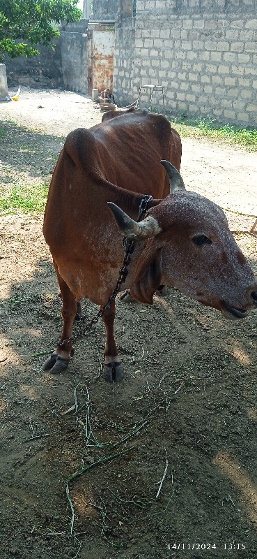 આ ગાય 3 વેટર સે