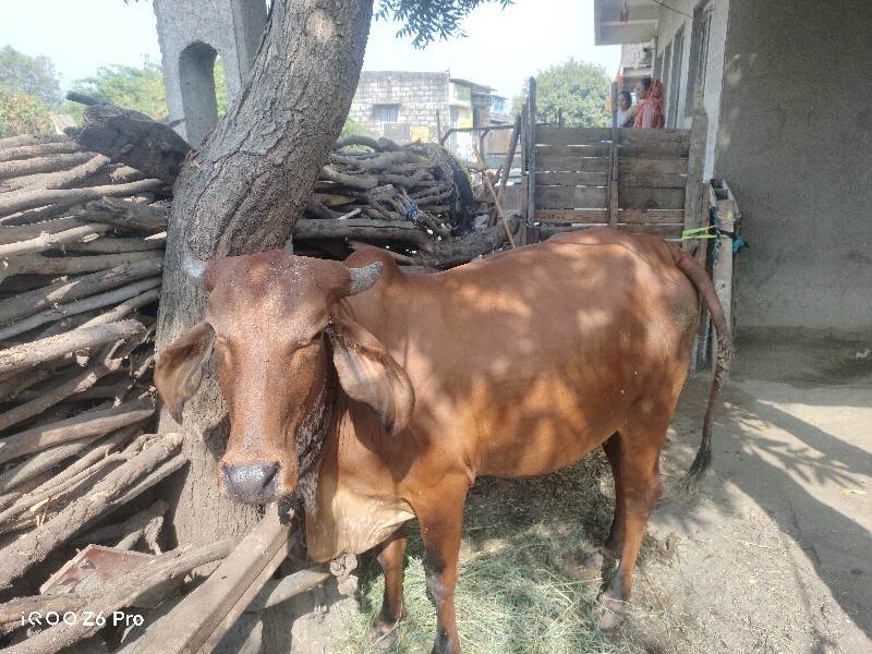 ગાય વેચવાની છે