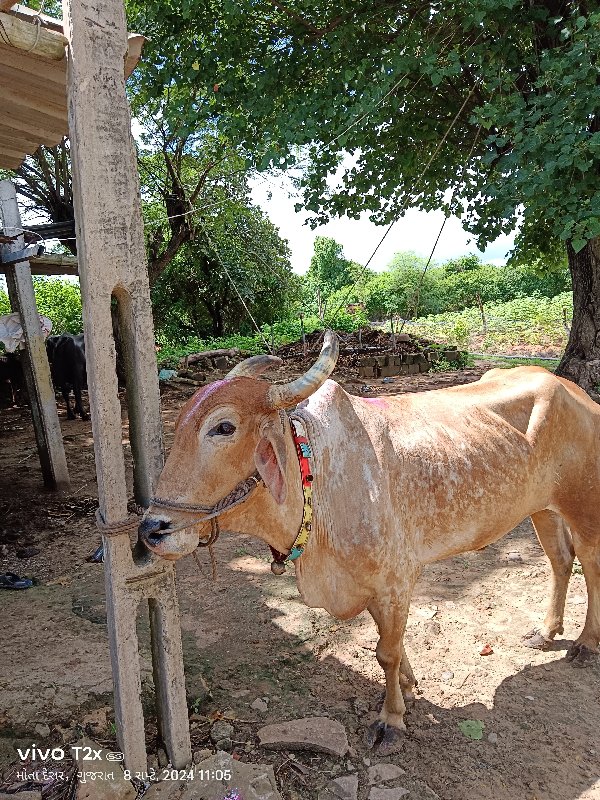 બળદ વેચવાનો છે