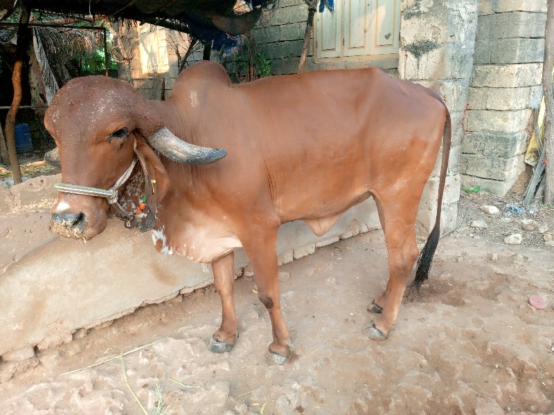 હોળકી વેચવાની છ...