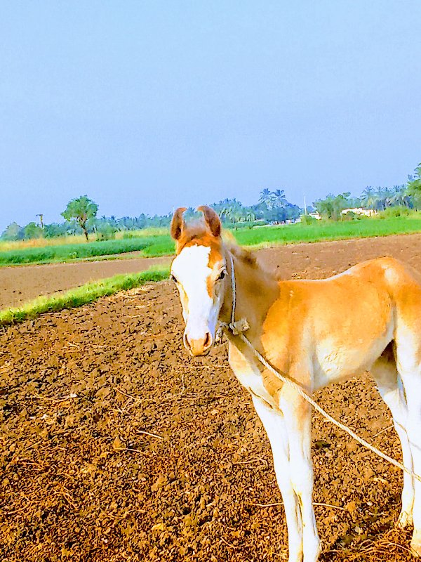 ધોડી વેચવાની છે