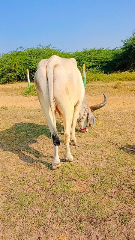 Bijnor ful Pani...