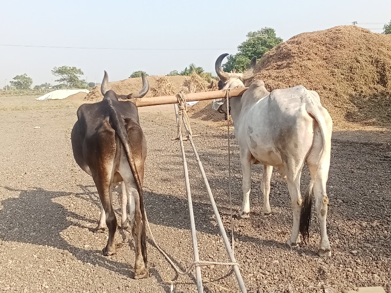 બરધ વેચવાના છે