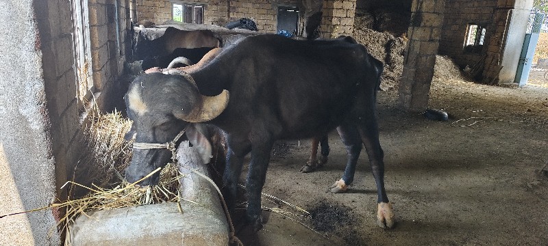 ખડેલું વેચવાનું...