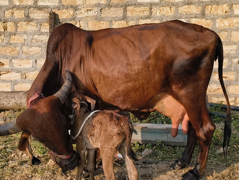 ગીર ગાય વેચવાની...