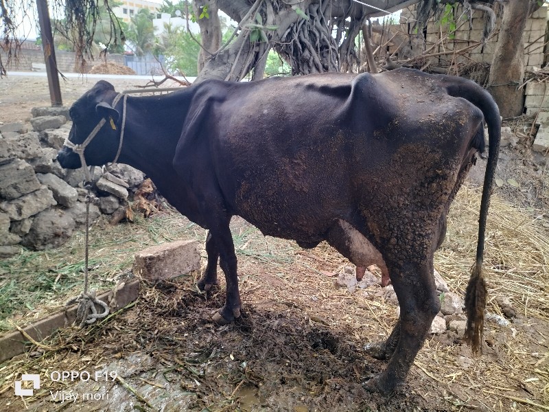 ગીર ક્રોસ