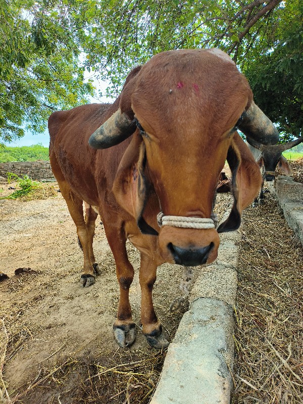 ગાય વેચવાની છે