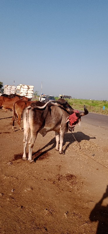 અરવિંદ દેવીપુજક