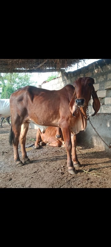 ગીર હોડકિ હાડે...