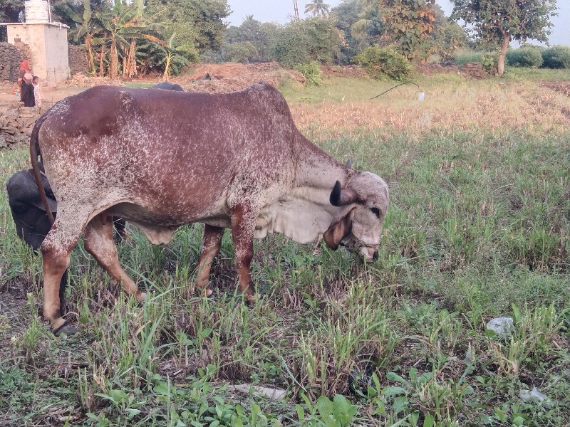 ઓરીજનલ વીર કાબર...