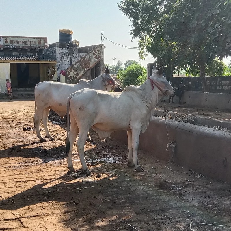 વાછડા વેચવાન છે