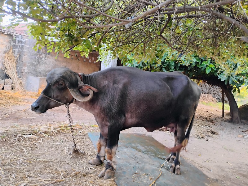 ભેંસ વેચવાની છે