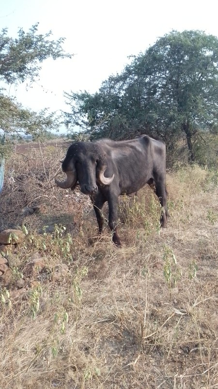 જાફરાબાદી પાડો