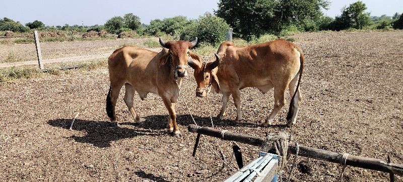 ગોધલા વેચવાના છ...