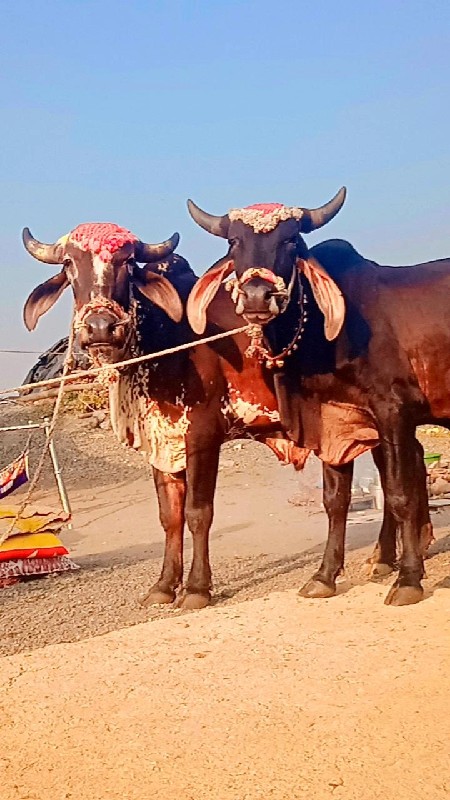 અરવિંદ દેવીપુજક