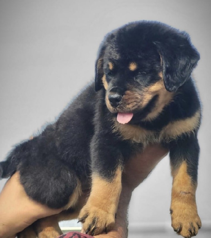 Rottweiler nu b...