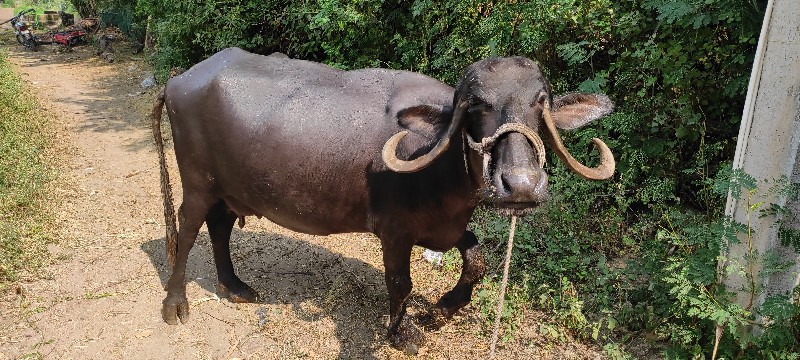 ભેંસ વેસવા ની સ...