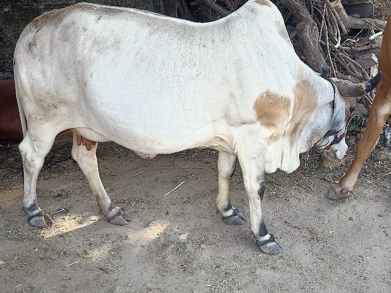 ગાય