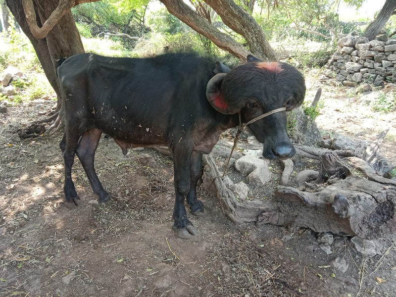 પાડોવેચવાનોછં